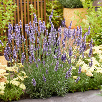 Lavender Seeds