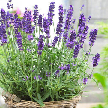 Lavender Seeds for Planting