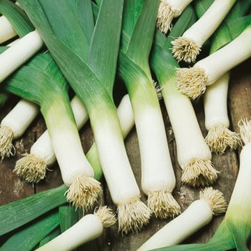 American Flag Leek Seeds – Vegetable Plant