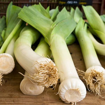 Autumn Giant Leek Seeds – Vegetable Plant