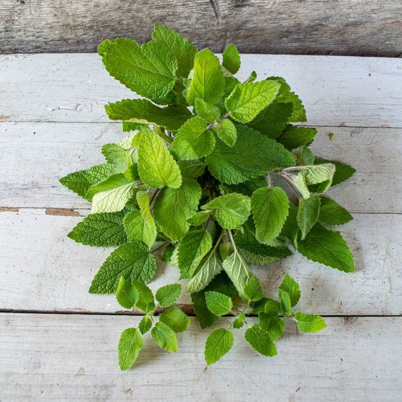 Lemon Balm Seeds – Mandarina