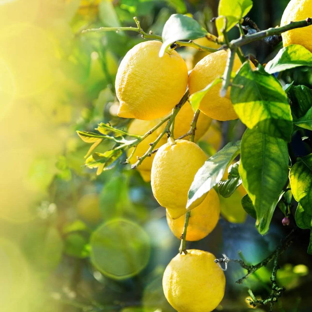 Lemon Seeds – Bearss