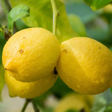 Lemon Seeds – Genoa