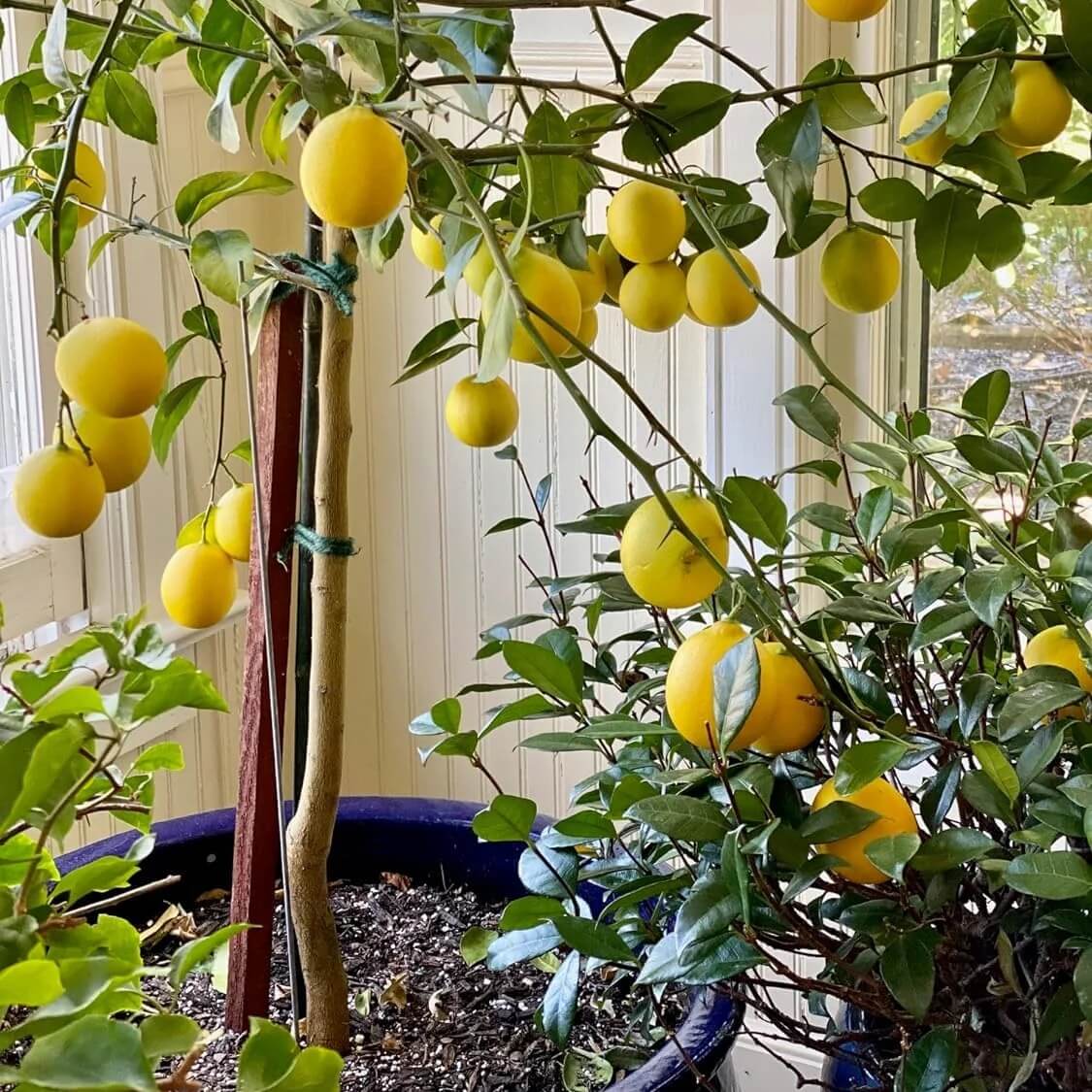 Lemon Seeds – Kagzi
