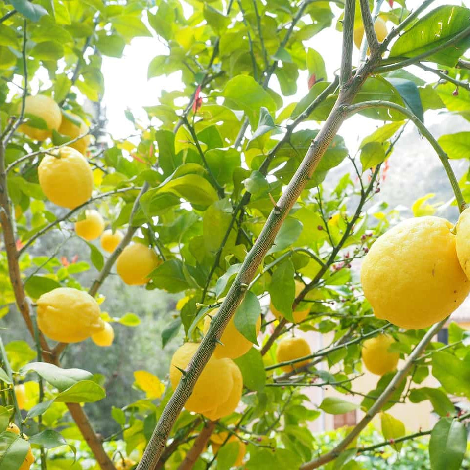 Lemon Seeds – Kagzi