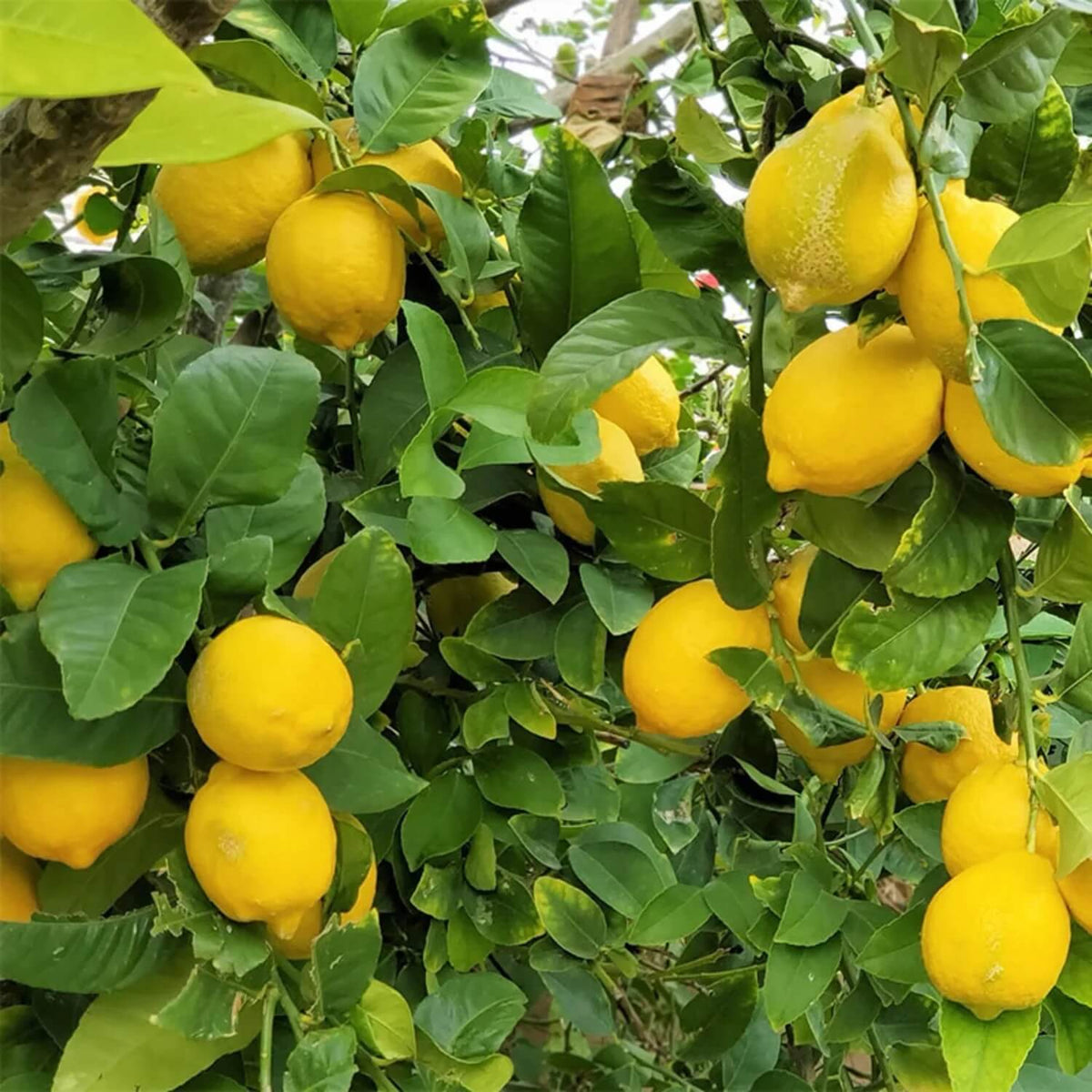 Lemon Seeds – Lumia