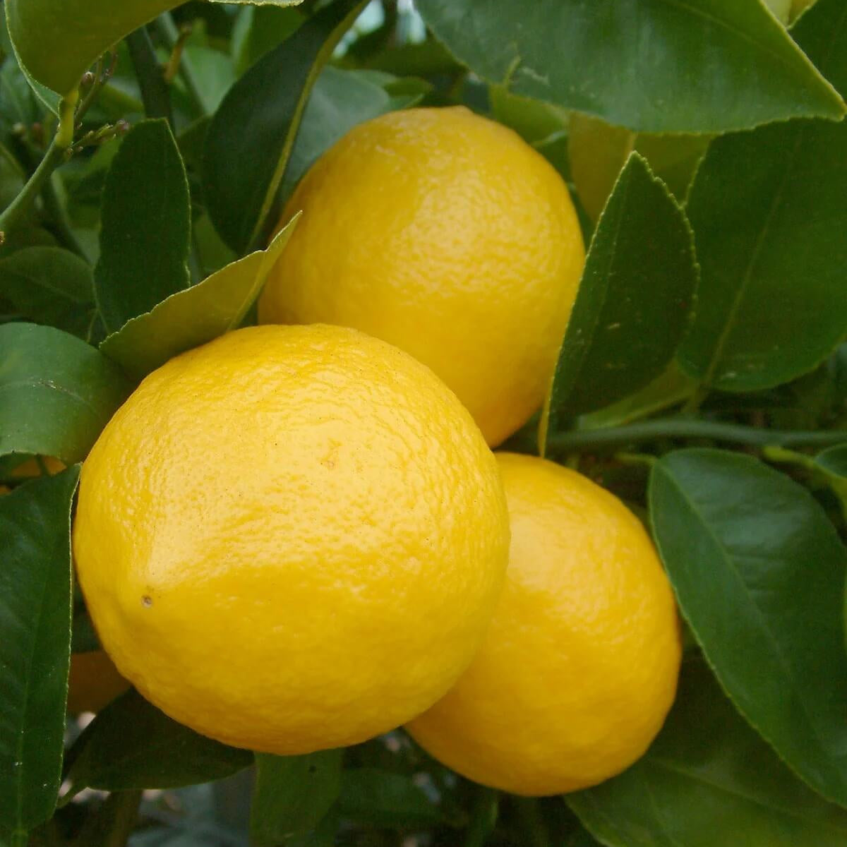 Lemon Seeds – Lumia