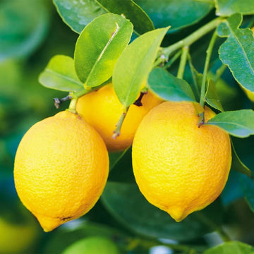 Lemon Seeds – Bearss