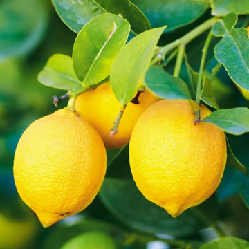 Lemon Seeds – Citrus