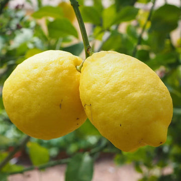 Lemon Seeds – Verna