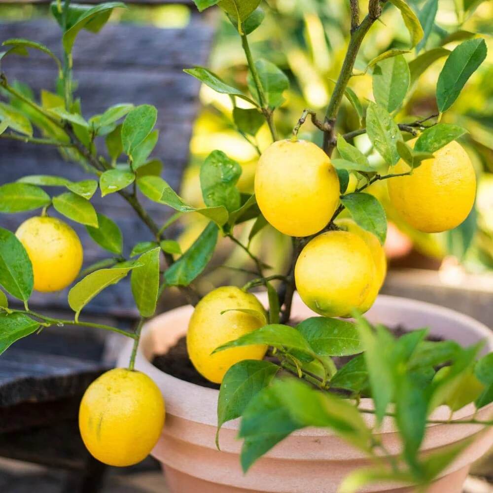 Lemon Seeds – Yellow