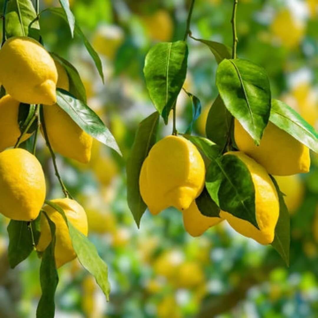 Lemon Seeds – Yellow