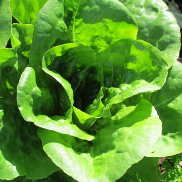 Lettuce Seeds - Vegetable Plant for Home Gardens