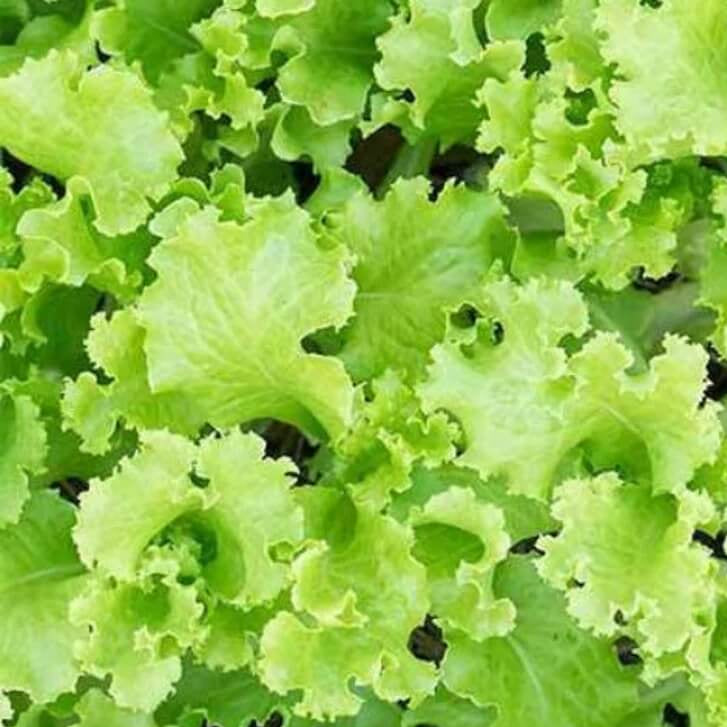 Lettuce Seeds – Black