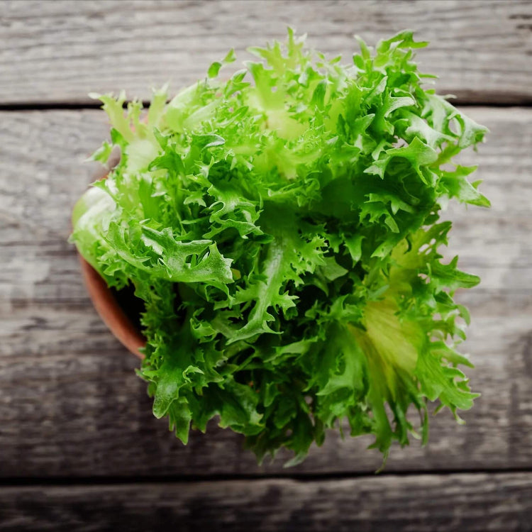 Lettuce Seeds – Green Ice
