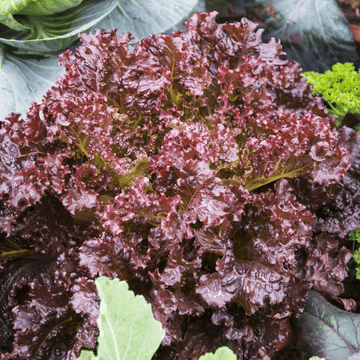 Lettuce Seeds – Purple