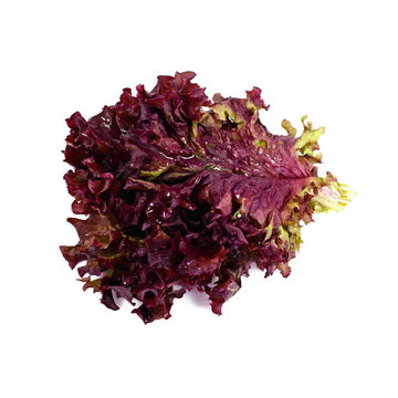 Lettuce Seeds – Red