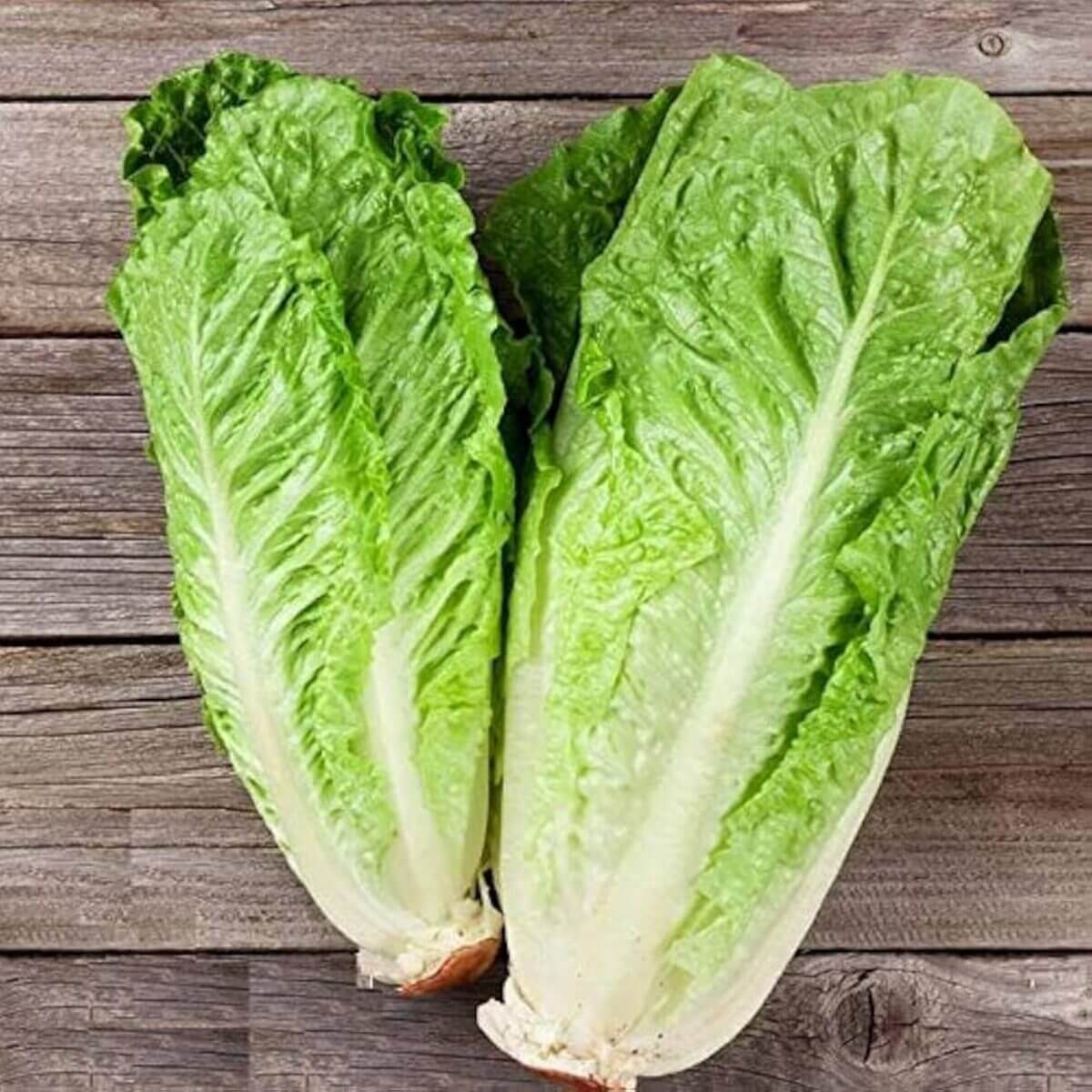 Lettuce Seeds – Romaine