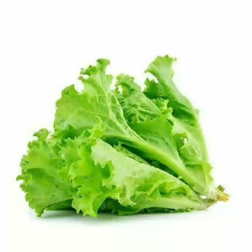 Lettuce Seeds – Roman