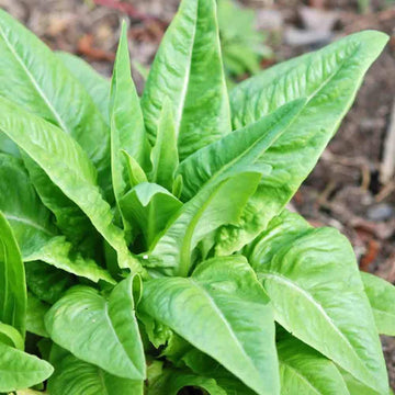 Lettuce Seeds – Amish Deer Tongue