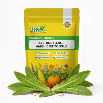 Lettuce Seeds – Amish Deer Tongue