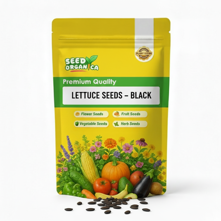 Lettuce Seeds – Black
