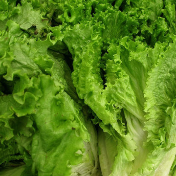 Lettuce Seeds – Green Ice