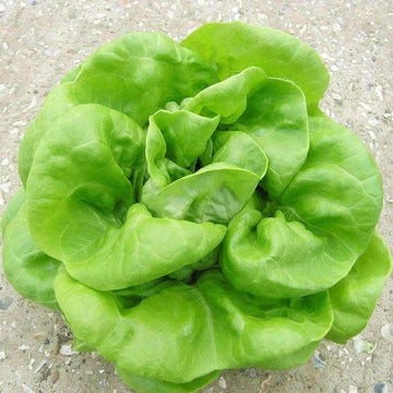 Lettuce Seeds – Heirloom