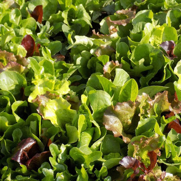 Lettuce Seeds – Mixed