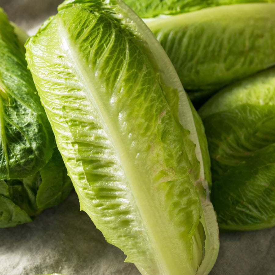 Lettuce Seeds – Romaine