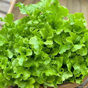 Lettuce Seeds – Salad Bowl