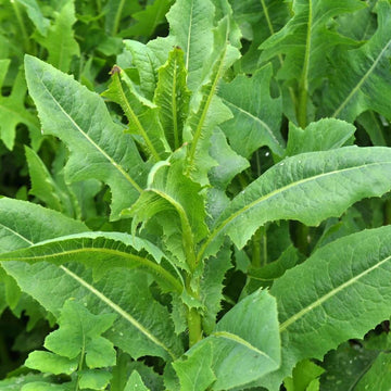 Lettuce Seeds – Wild