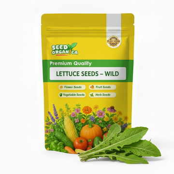 Lettuce Seeds – Wild