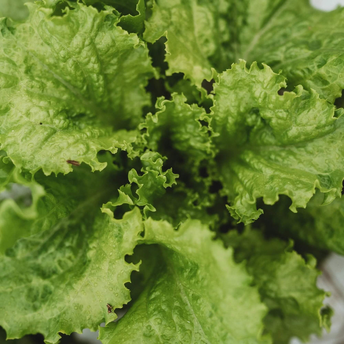 Lettuce Seeds – Slobolt