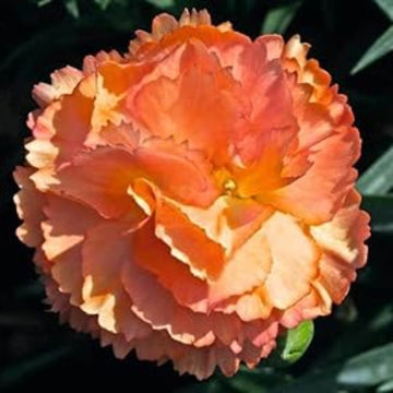 Light Orange Carnation Seeds –  Wildflower
