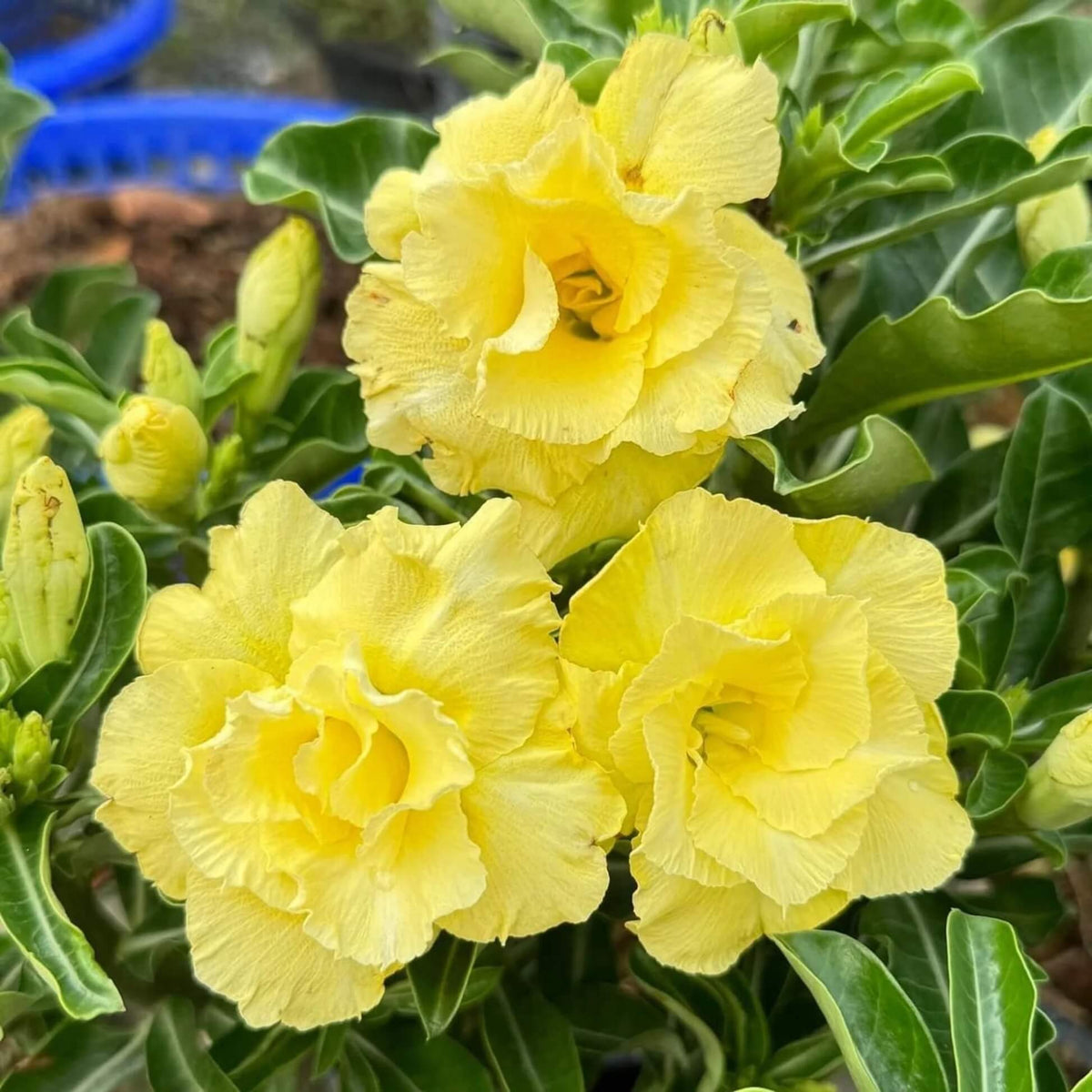 Light Yellow Adenium obesum Seeds 