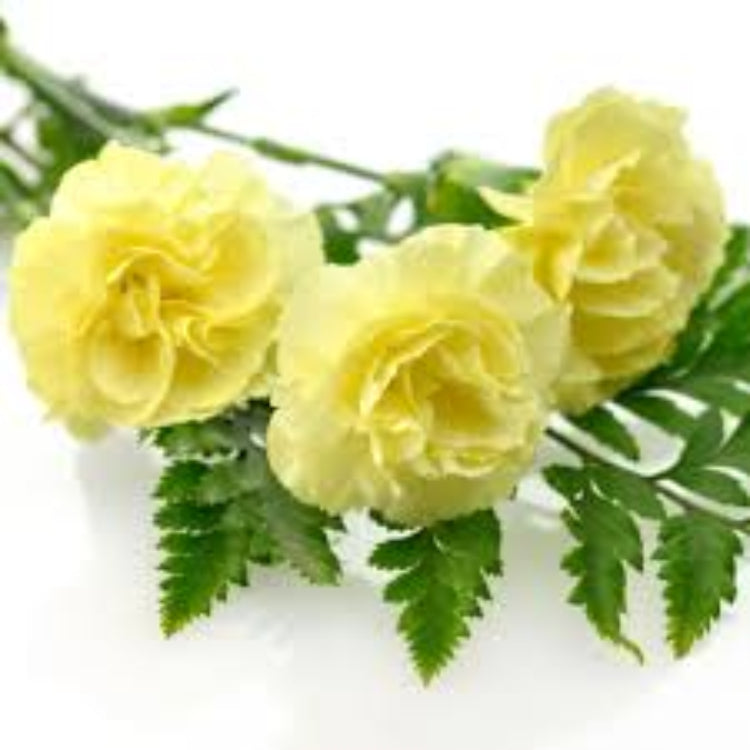 Light Yellow Carnation Seeds – Wildflower Mix