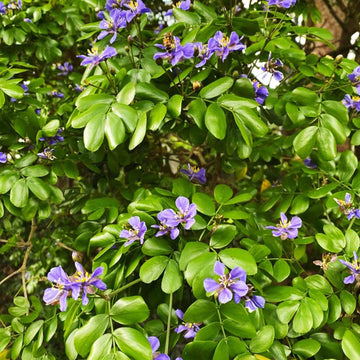 Lignum Vitae Seeds – Guaiacum Sanctum