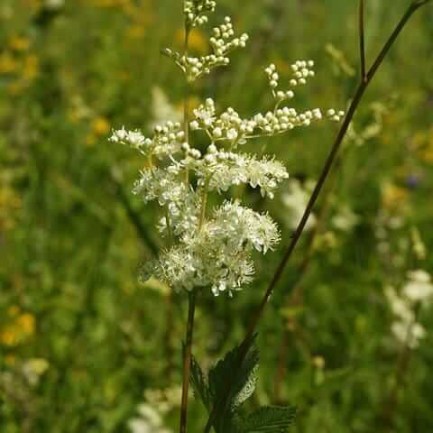 Lila Meadow Rue seeds-wildflowe