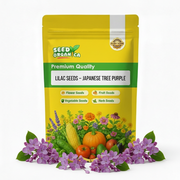 Lilac Seeds – Japanese Tree Purple