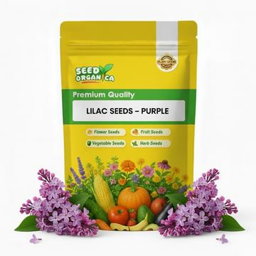 Lilac Seeds – Purple