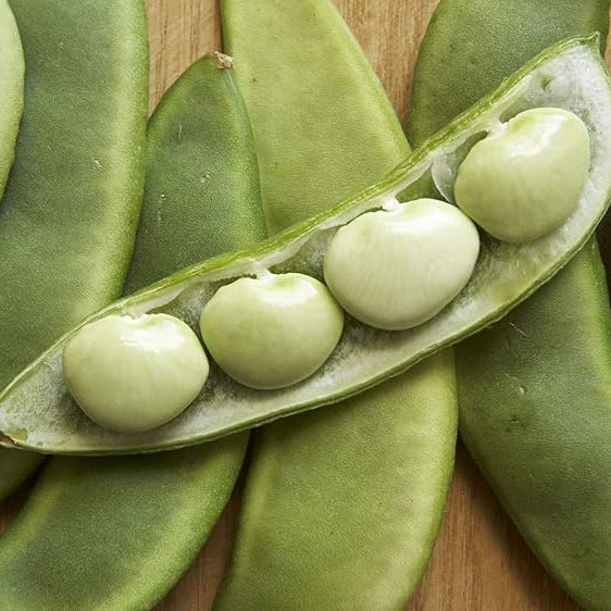 Lima Bean Seeds