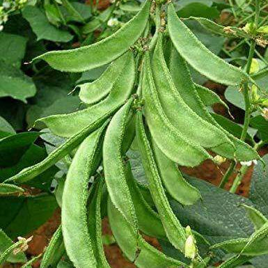 Lima Bean Seeds – Bush