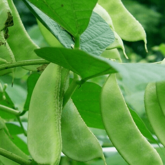 Lima Bean Seeds – Bush
