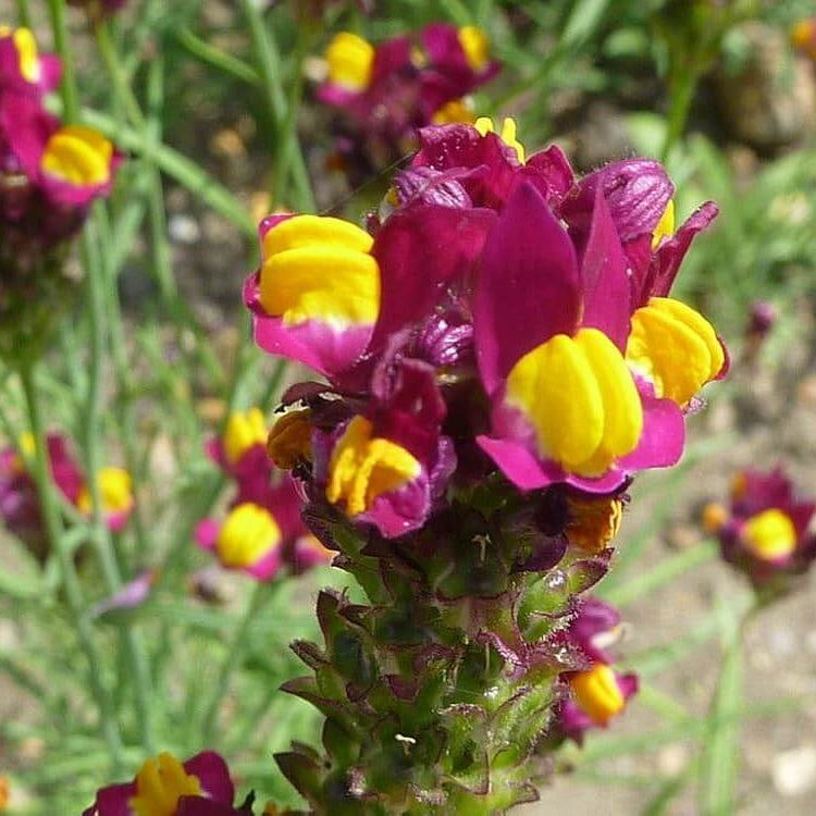 Linaria Seeds – Flamenco Bi-Color