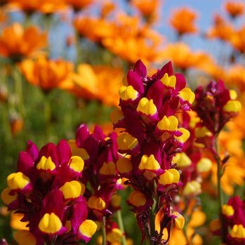 Linaria Seeds – Flamenco Bi-Color