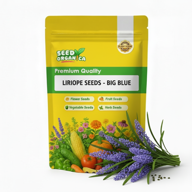 Liriope Seeds - Big Blue