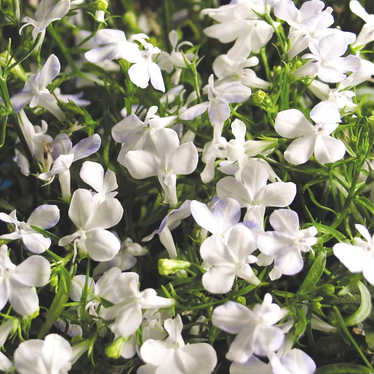 Lobelia Erinus Seeds - Flower Plant
