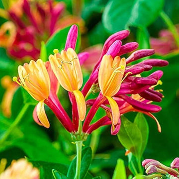 Lonicera Seeds – Wildflower Mix