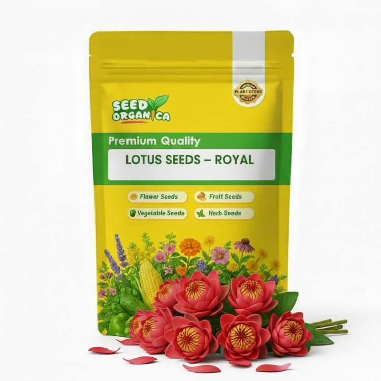 Lotus Seeds – Royal